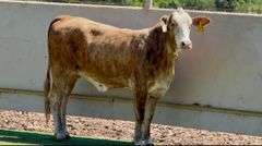 Bred F1 Tigerstripe Braford