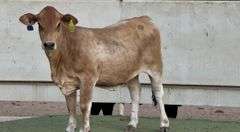 Jersey Brahman Cross