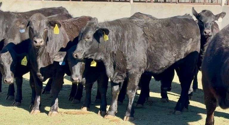 Open Ready-To-Breed Brangus Heifers