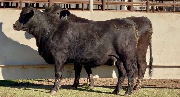 J&J Cattle Co:  Bred & Open Replacement Heifer Online Auction