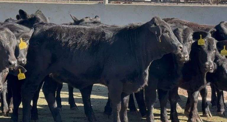 Brangus & Brangus Cross Replacement Heifers