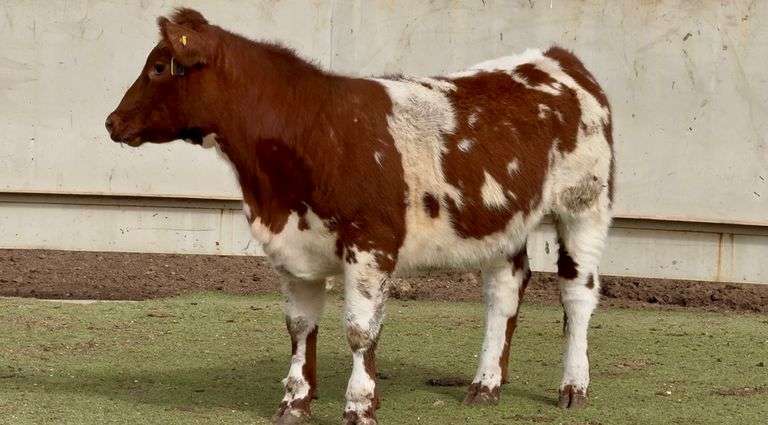 Shorthorn