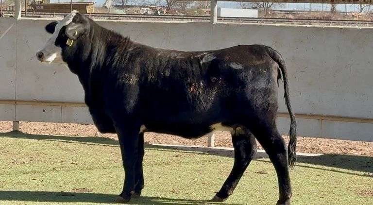 Bred Super Baldy