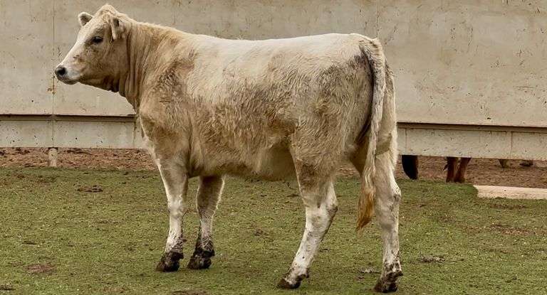 Bred Charolais Cross