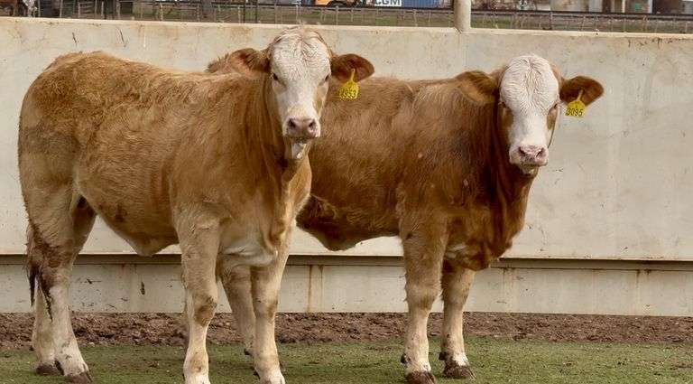 Charolais-Braford Cross