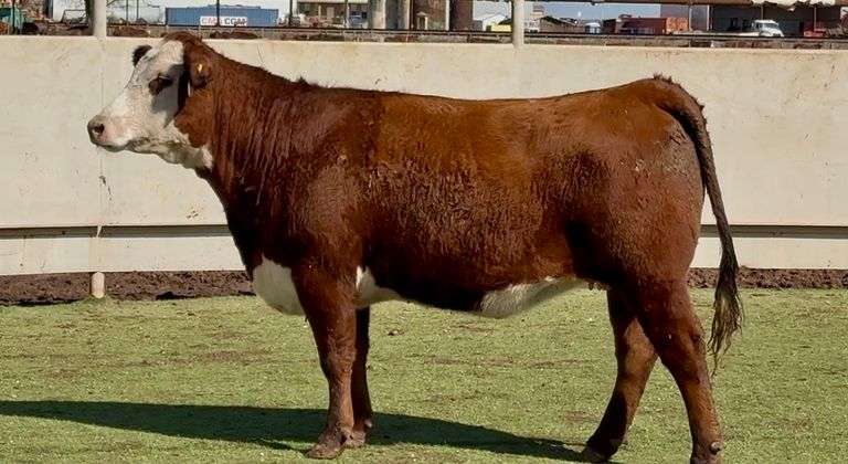 J&J Cattle Co:  Bred & Open Replacement Heifer Online Auction