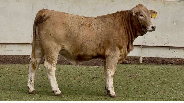 Charolais-Beefmaster Cross