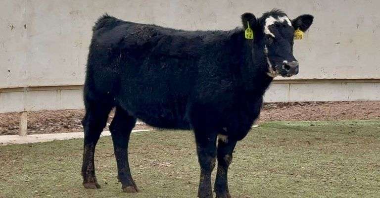 Bred Black Whiteface Heifer