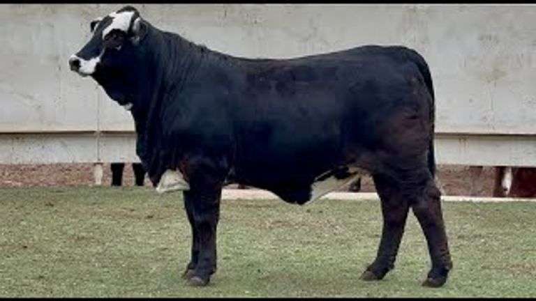 J&J Cattle Co: Bred & Open Replacement Heifer Online Auction