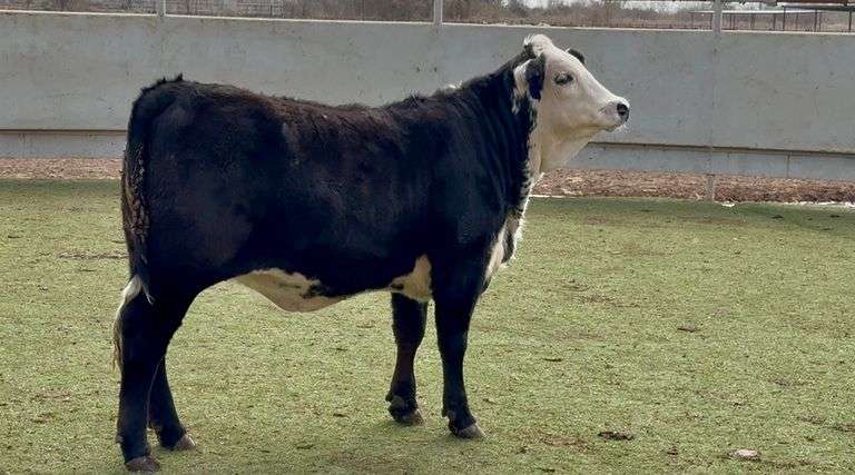 J&J Cattle Co:  Bred & Open Replacement Heifer Online Auction