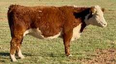 Heavy Bred Hereford Heifer