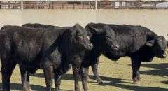 Brangus & Brangus Cross Replacement Heifers