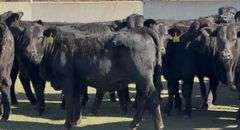 Brangus & Brangus Cross Replacement Heifers