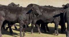 Brangus & Brangus Cross Replacement Heifers