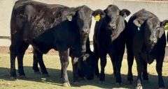 Open Ready-To-Breed Brangus Heifers