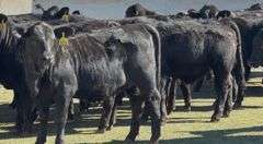 Brangus & Brangus Cross Replacement Heifers