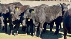 Open Ready-To-Breed Brangus Heifers