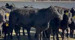 Brangus & Brangus Cross Replacement Heifers