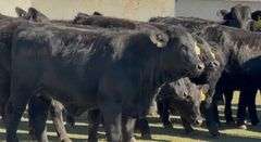 Brangus & Brangus Cross Replacement Heifers