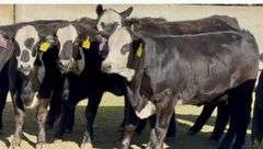Open Ready-To-Breed Black Whiteface Heifers