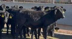 Brangus & Brangus Cross Replacement Heifers