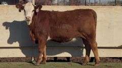 Open Red Whiteface Heifer