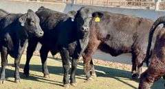 Open Ready-To-Breed Brangus Heifers