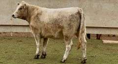 Bred Charolais Cross