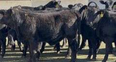 Brangus & Brangus Cross Replacement Heifers