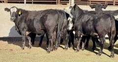 Open Ready-To-Breed Black Whiteface Heifers