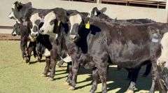 Open Ready-To-Breed Black Whiteface Heifers