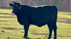 Bred Brangus Cross Heifer