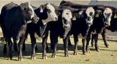 Open Ready-To-Breed Black Whiteface Heifers