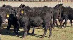 Brangus & Brangus Cross Replacement Heifers