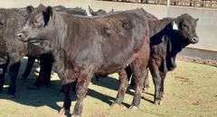 Open Ready-To-Breed Brangus Heifers
