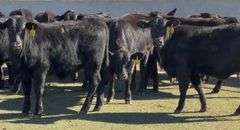 Brangus & Brangus Cross Replacement Heifers