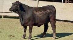 Bred Brangus Show Heifer