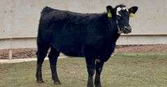 Bred Black Whiteface Heifer