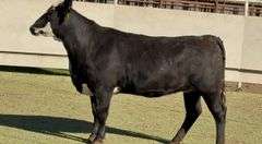 Bred Black Whiteface