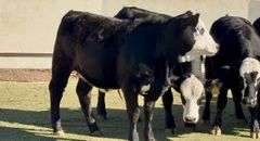 Open Ready-To-Breed Black Whiteface Heifers