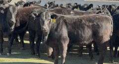 Brangus & Brangus Cross Replacement Heifers