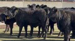 Brangus & Brangus Cross Replacement Heifers