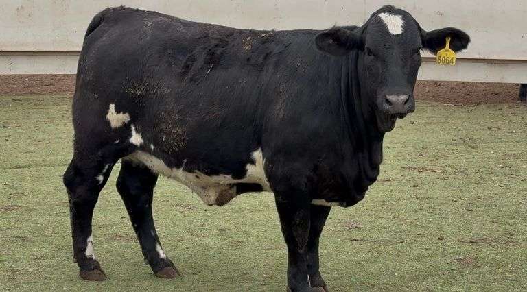 Open Black Beefmaster Heifer