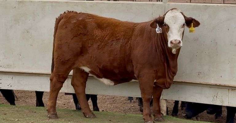 Bred Red Whiteface Heifer