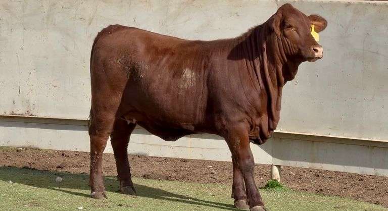 J&J Cattle Co: Open Replacement Heifer Online Auction