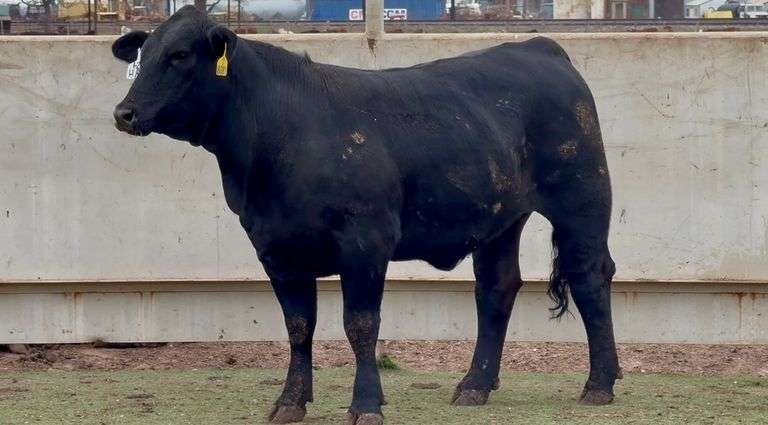 Bred Brangus Heifer