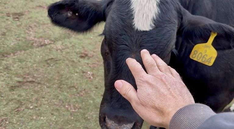 Open Black Beefmaster Heifer