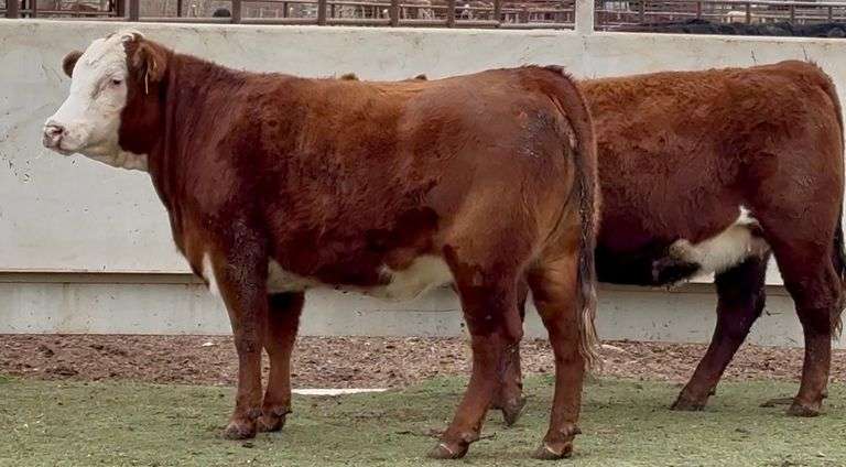 Bred Red Whiteface Heifers