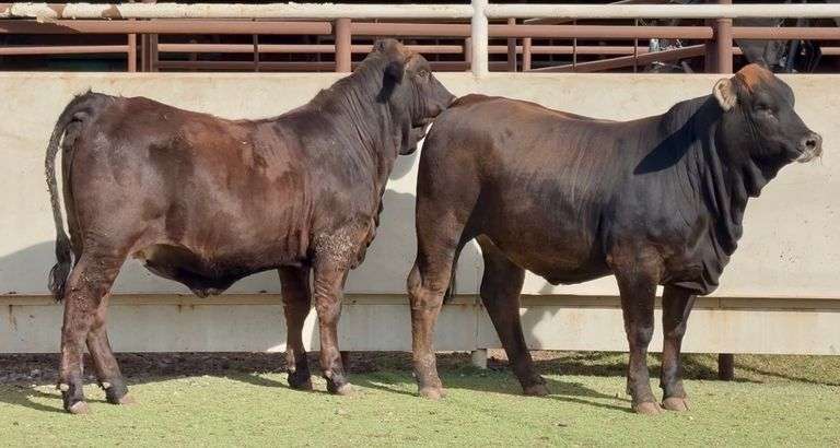 Chocolate Beefmasters