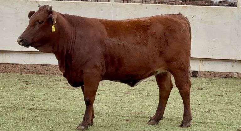 Bred Beefmaster Heifer